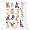 pies, psy, psiak, psiaki, pieski, zwierzę, zwierzęta domowe, dog, dogs, pets, animal, Hund, Hunde, Haustiere, Tier, Haustiere, perro, perros, mascotas, animal